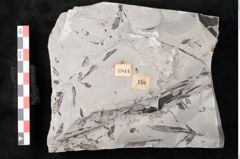 Foto (Detailansicht) von Sphenopteris hoeninghausi Brongniart (NHMW-GEO-2024-0188-10814)